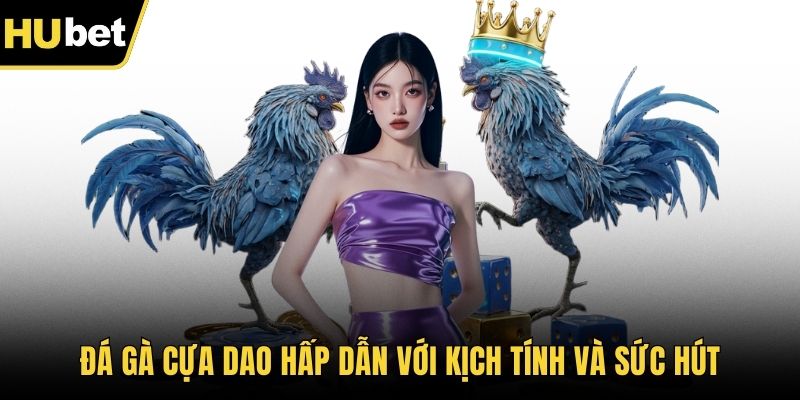 Đá gà cựa dao