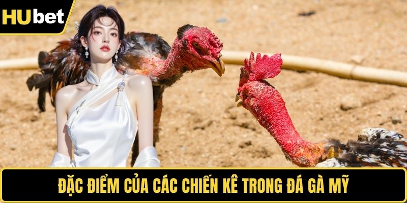 Đặc điểm của các chiến kê trong đá gà Mỹ