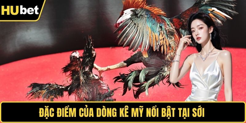 Đặc điểm của dòng kê Mỹ nổi bật tại sới 