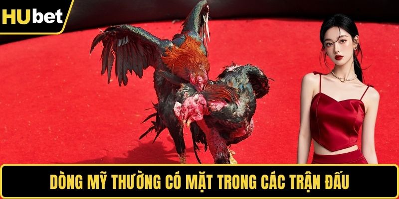 Dòng Mỹ thường có mặt trong các trận đấu