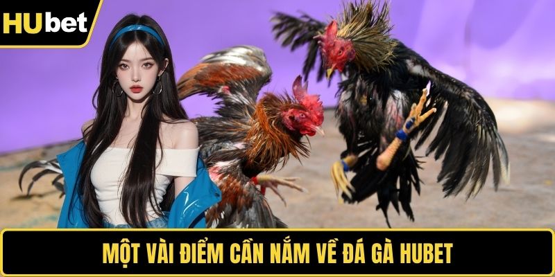 Một vài điểm cần nắm về đá gà HUBET