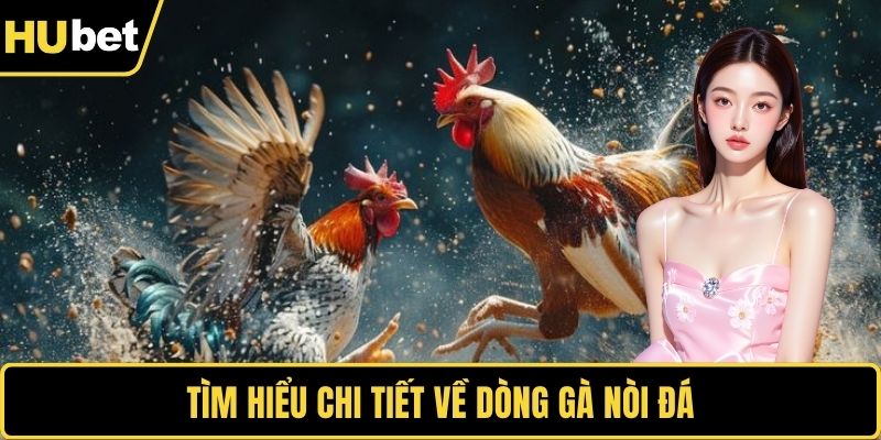 Tìm hiểu chi tiết về dòng gà nòi đá