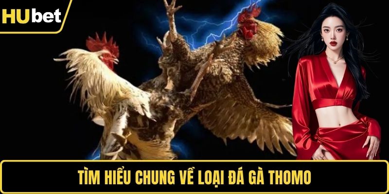 Tìm hiểu chung về loại đá gà Thomo