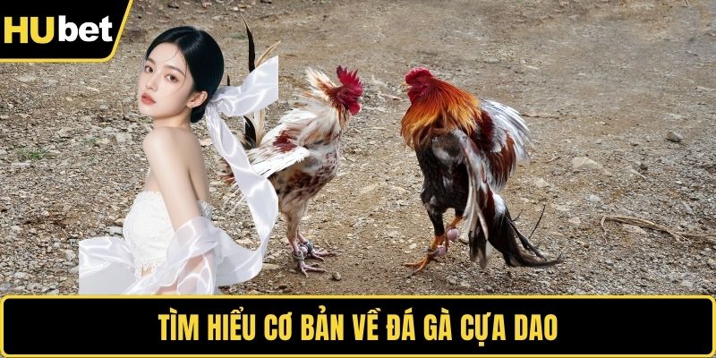 Tìm hiểu cơ bản về đá gà cựa dao