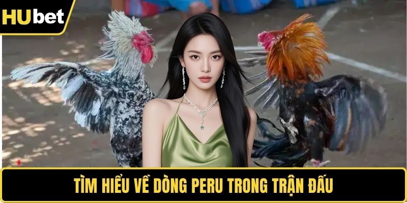 Tìm hiểu về dòng Peru trong trận đấu